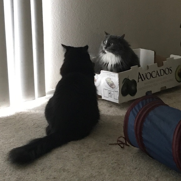 Meet your Posher, Cassie - Picture 7 of 8